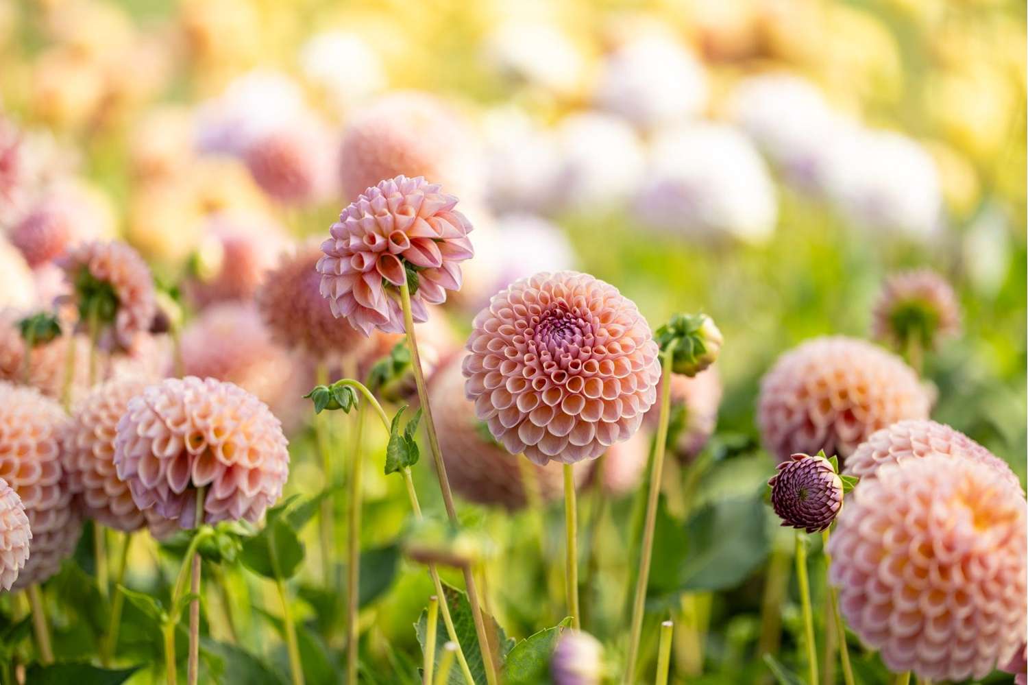 Dahlie 'Jowey Winnie'